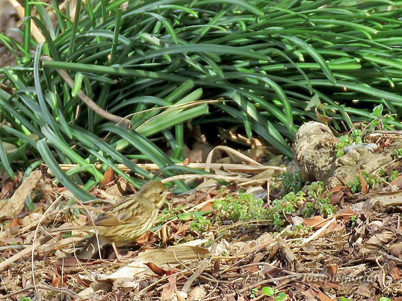 Black-faced Bunting (Emberiza spodocephala personata) 
