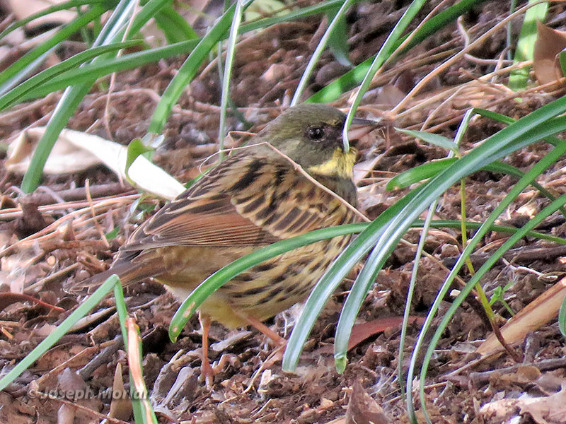 Black-faced Bunting (Emberiza spodocephala personata) 