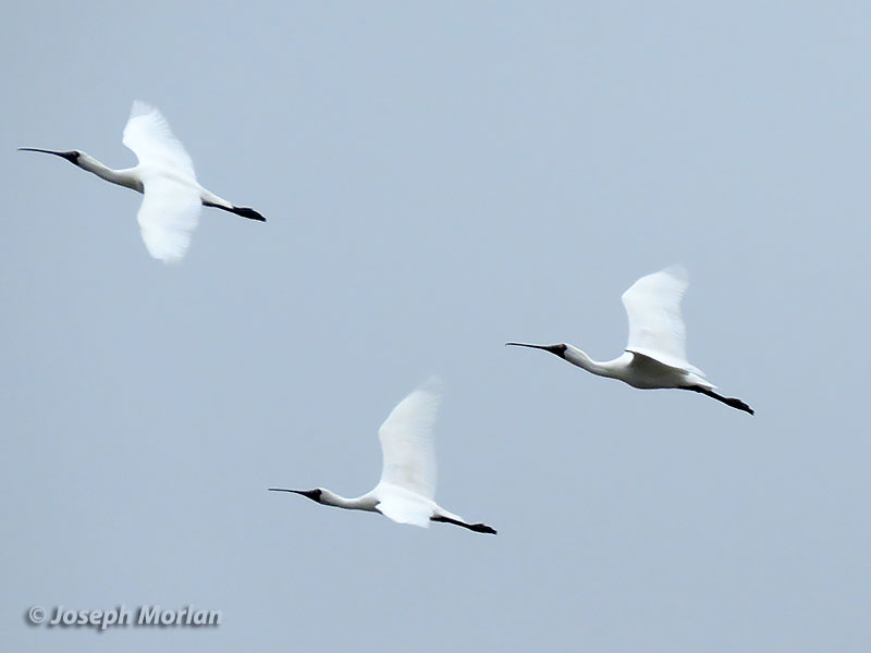 Black-faced Spoonbill (Platalea minor)
