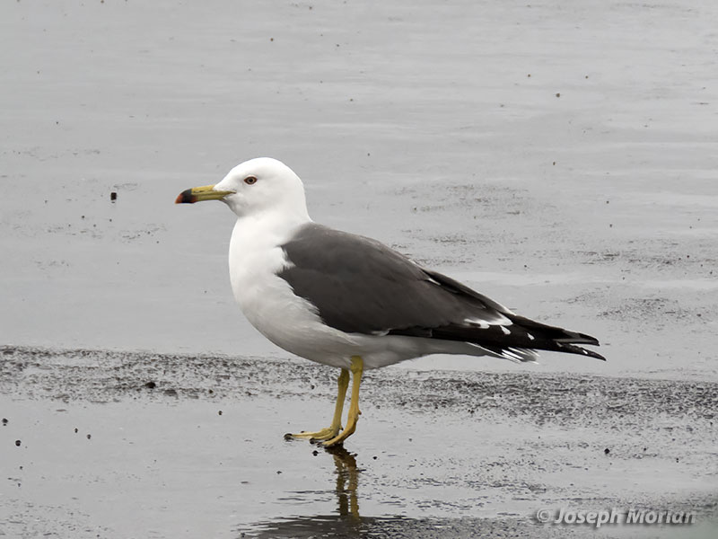 Black-tailed Gull (Larus crassirostris)