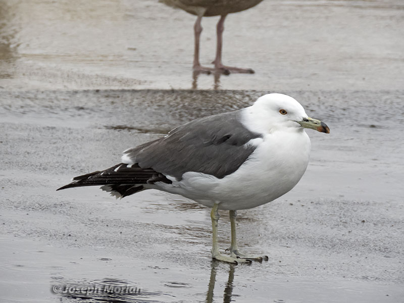 Black-tailed Gull (Larus crassirostris)