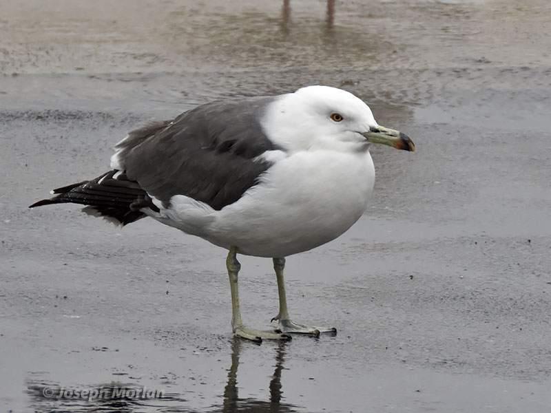 Black-tailed Gull (Larus crassirostris)