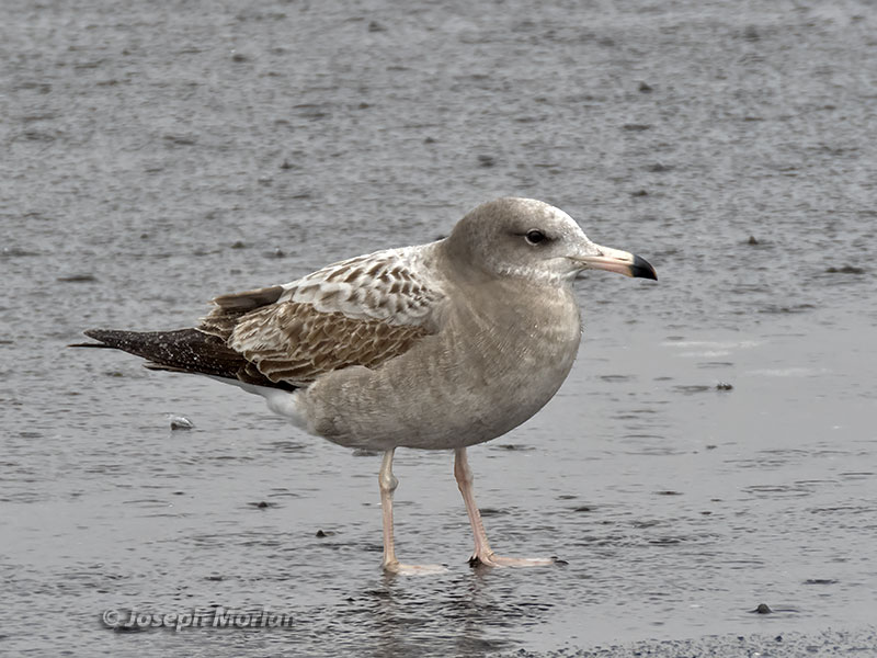 Black-tailed Gull (Larus crassirostris)