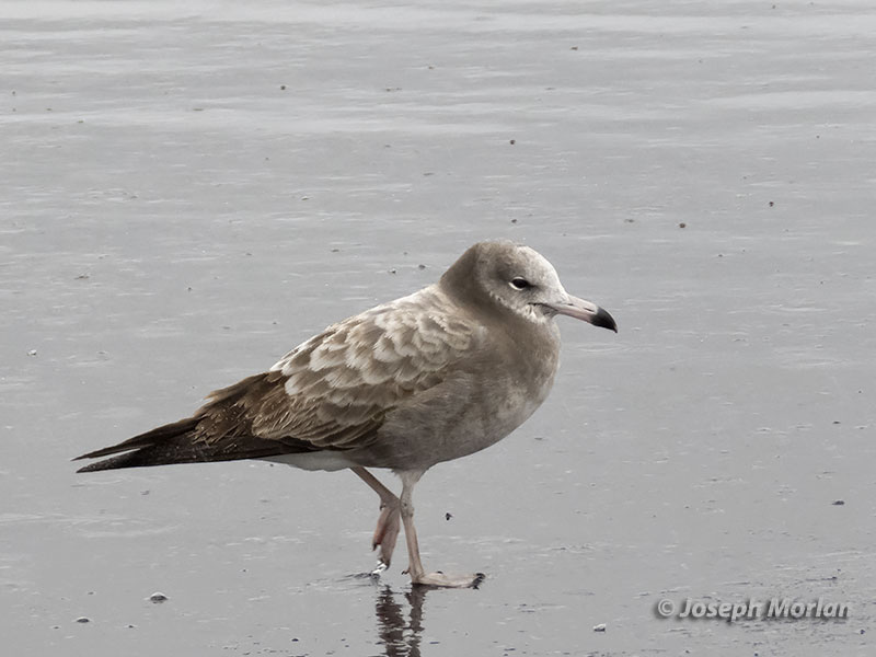 Black-tailed Gull (Larus crassirostris)