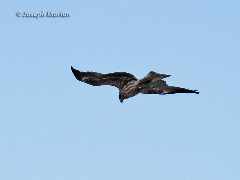 Black Kite (Milvus migrans lineatus/formosanus)
