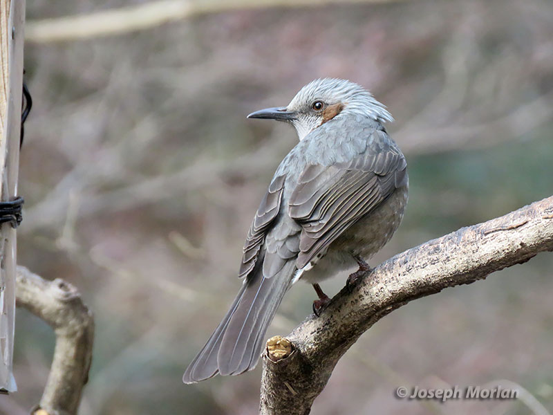 Brown-eared Bulbul (Hypsipetes amaurotis)