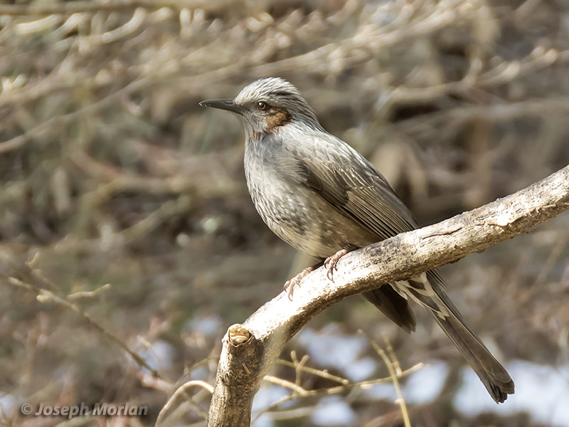 Brown-eared Bulbul (Hypsipetes amaurotis)