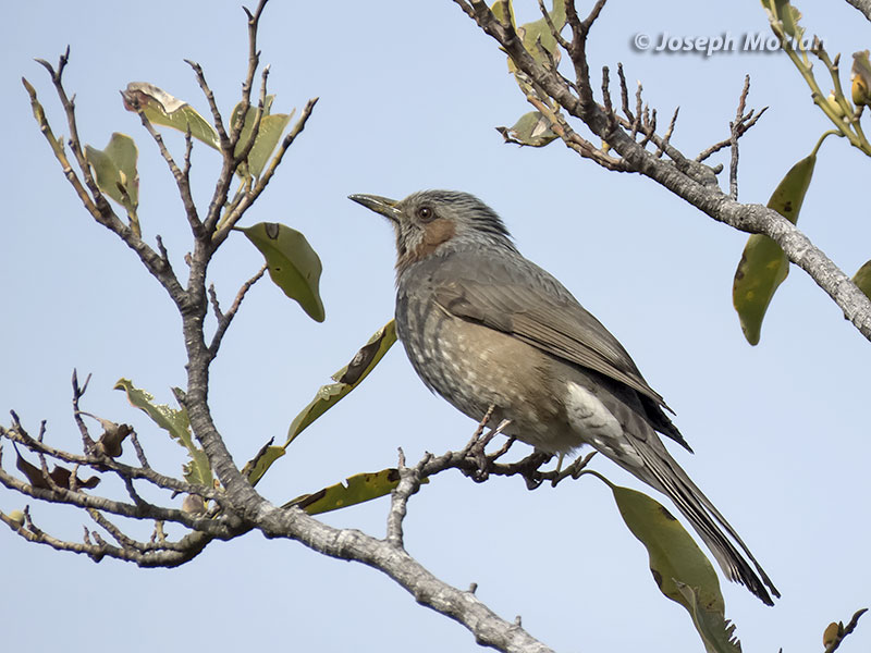 Brown-eared Bulbul (Hypsipetes amaurotis) 
