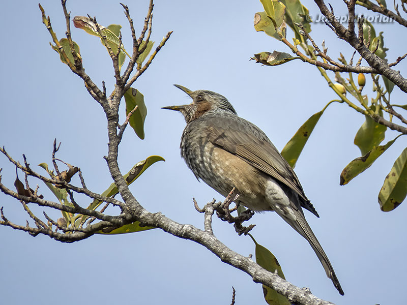 Brown-eared Bulbul (Hypsipetes amaurotis) 