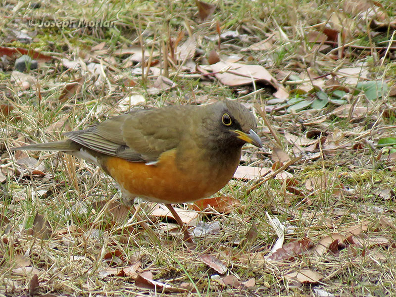 Brown-headed Thrush (Turdus chrysolaus) 