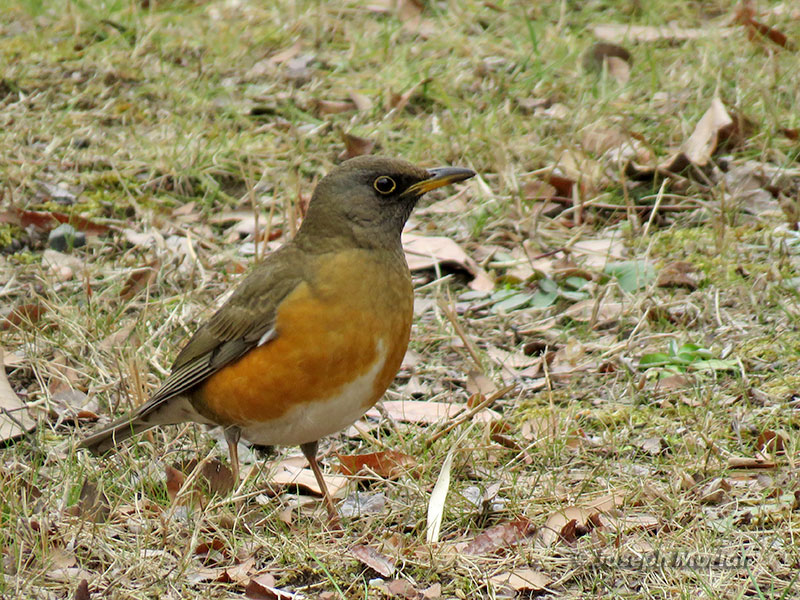 Brown-headed Thrush (Turdus chrysolaus) 