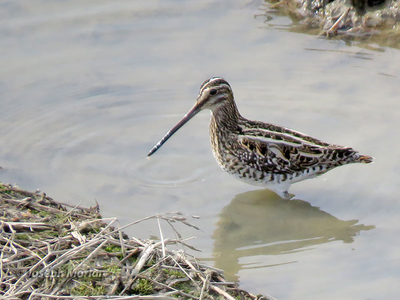 Common Snipe (Gallinago gallinago) 