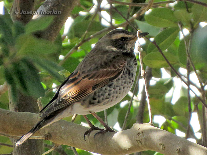 Dusky Thrush (Turdus eunomus) 