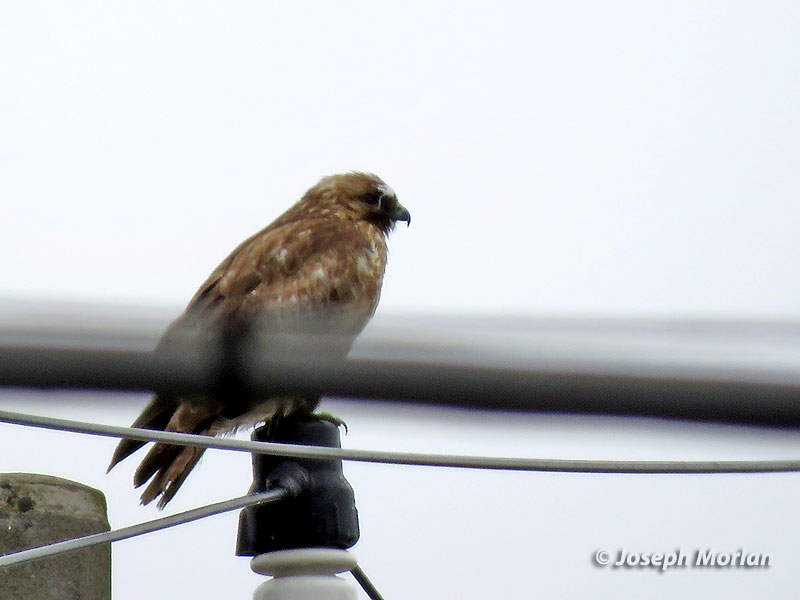 Eastern Buzzard (Buteo japonicus) 