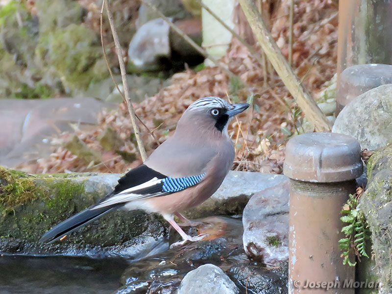 Eurasian Jay (Garrulus glandarius japonicus) 