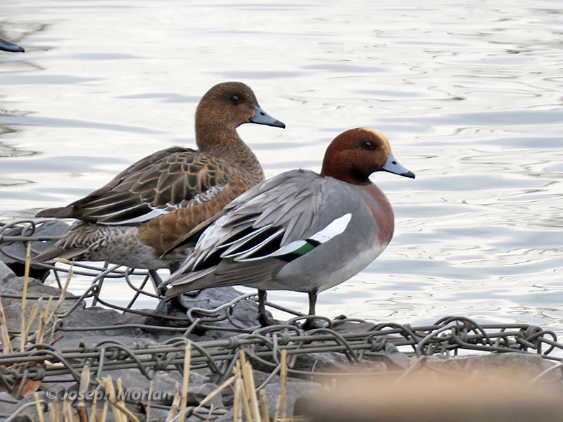 Eurasian Wigeon (Mareca penelope) 