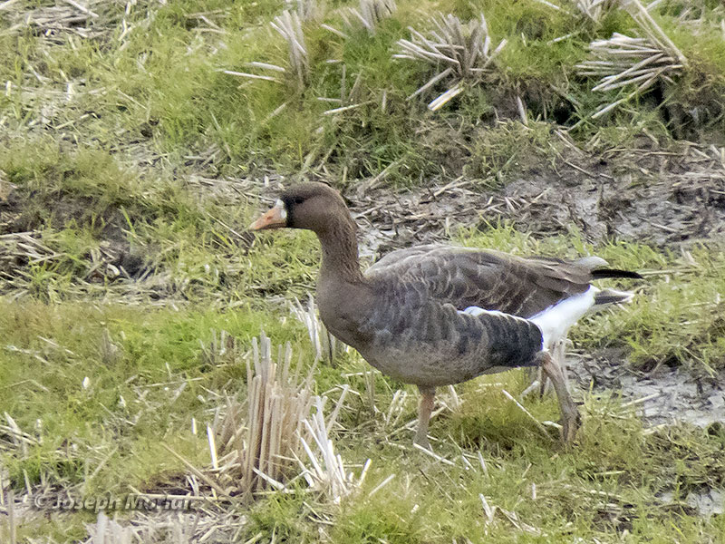 Greater White-fronted Goose (Anser albifrons albifrons) 