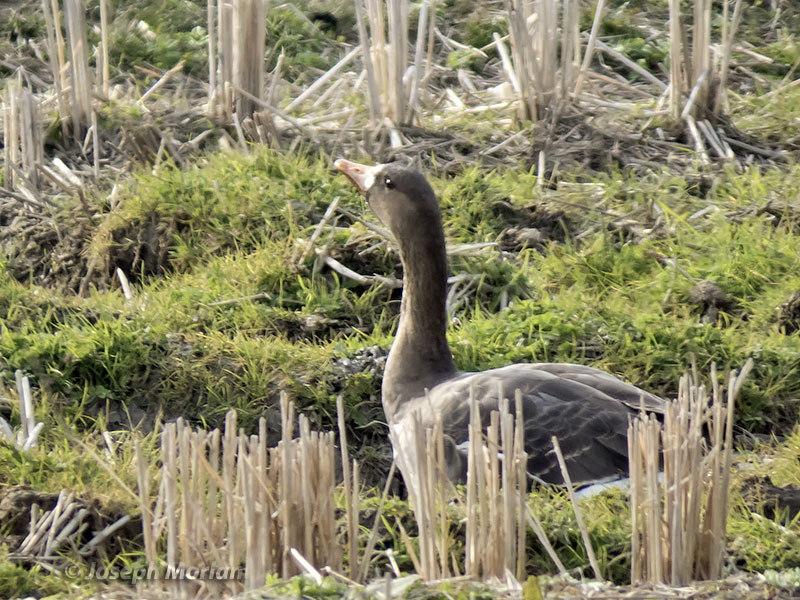 Greater White-fronted Goose (Anser albifrons albifrons) 