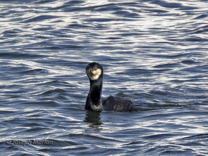 Japanese Cormorant (Phalacrocorax capillatus)