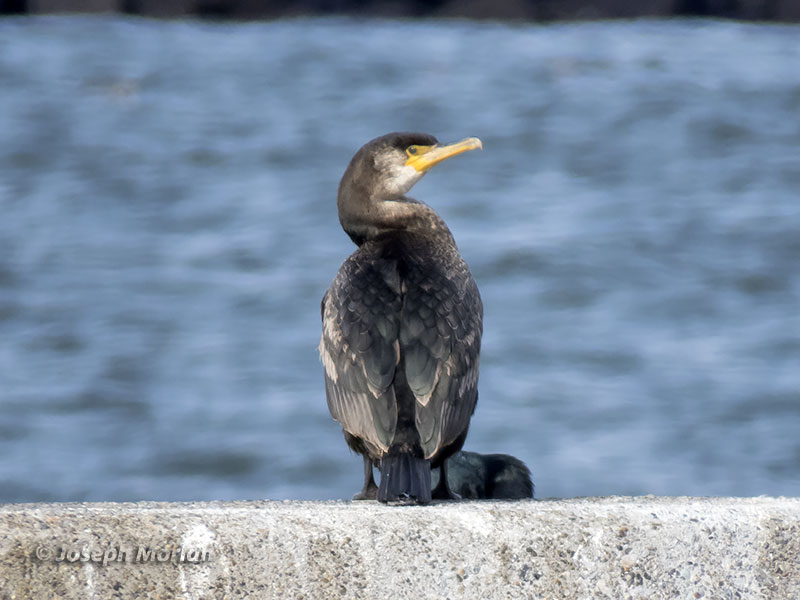 Japanese Cormorant (Phalacrocorax capillatus) 