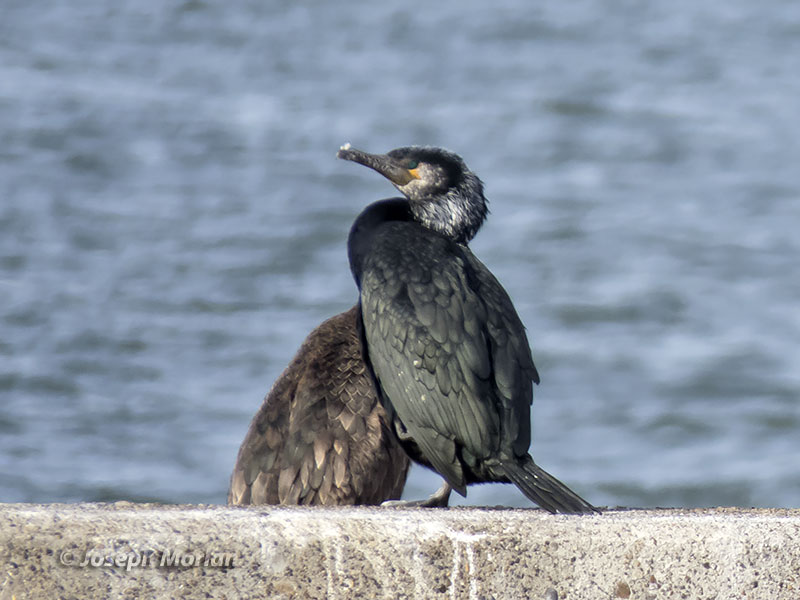 Japanese Cormorant (Phalacrocorax capillatus) 