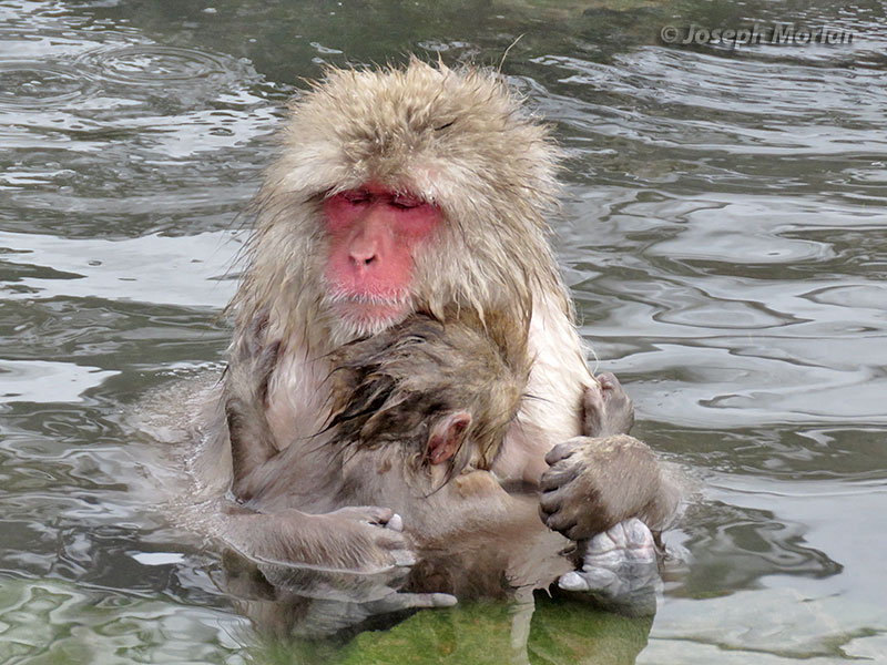 Japanese Macaque (Macaca fuscata)
