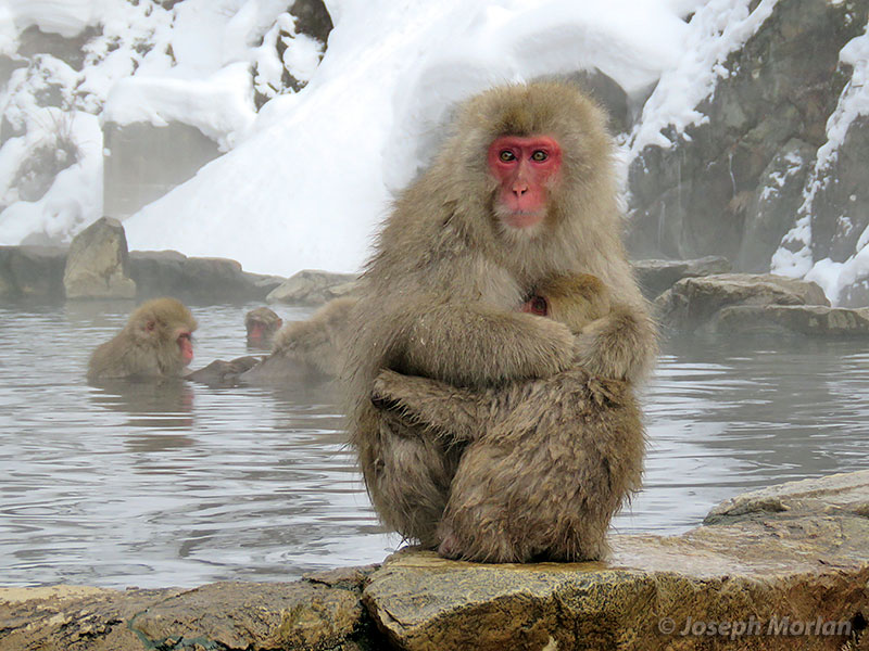 Japanese Macaque (Macaca fuscata)