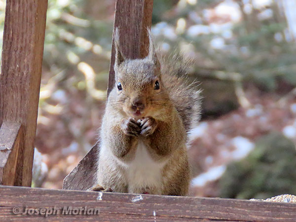 Japanese Squirrel (Sciurus lis)