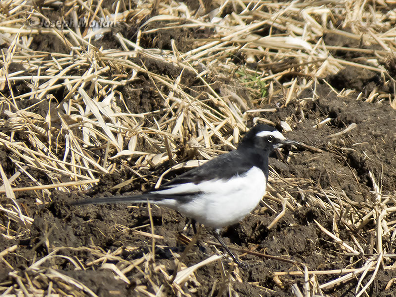 Japanese Wagtail (Motacilla grandis) 