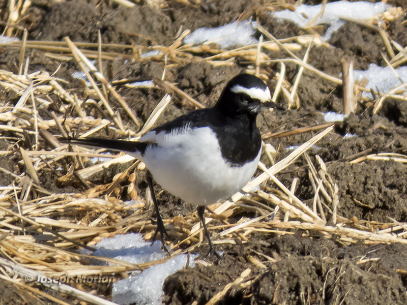 Japanese Wagtail (Motacilla grandis) 