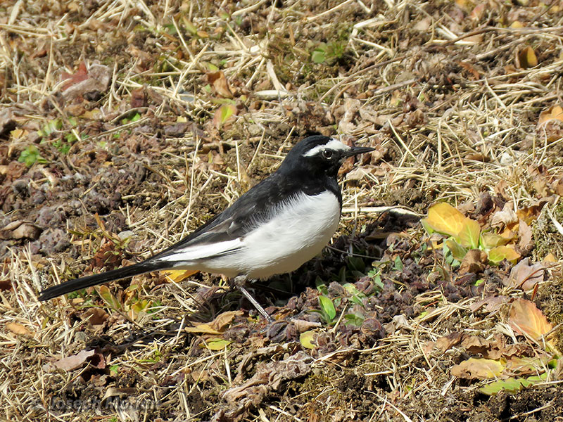 Japanese Wagtail (Motacilla grandis) 
