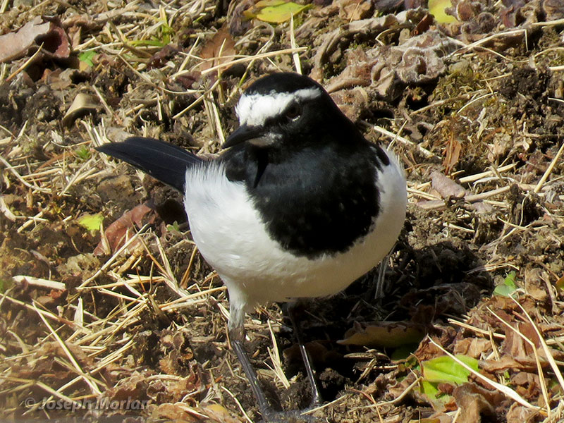 Japanese Wagtail (Motacilla grandis) 