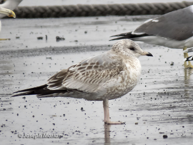 Mew Gull ( Larus canus kamtschatschensis)