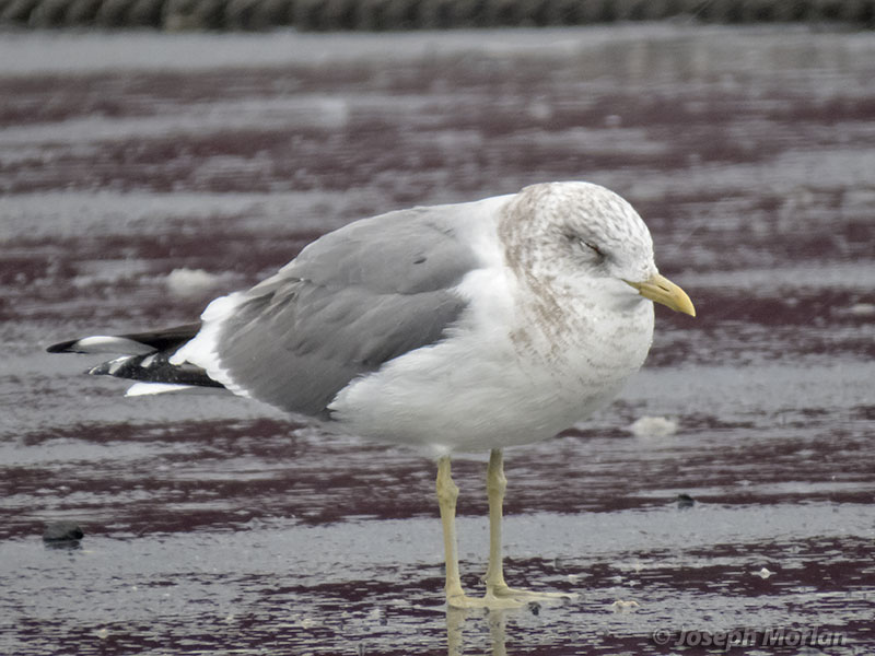 Mew Gull ( Larus canus kamtschatschensis)