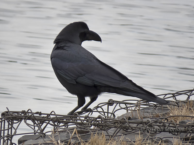 Large-billed Crow (Corvus macrorhynchos) 