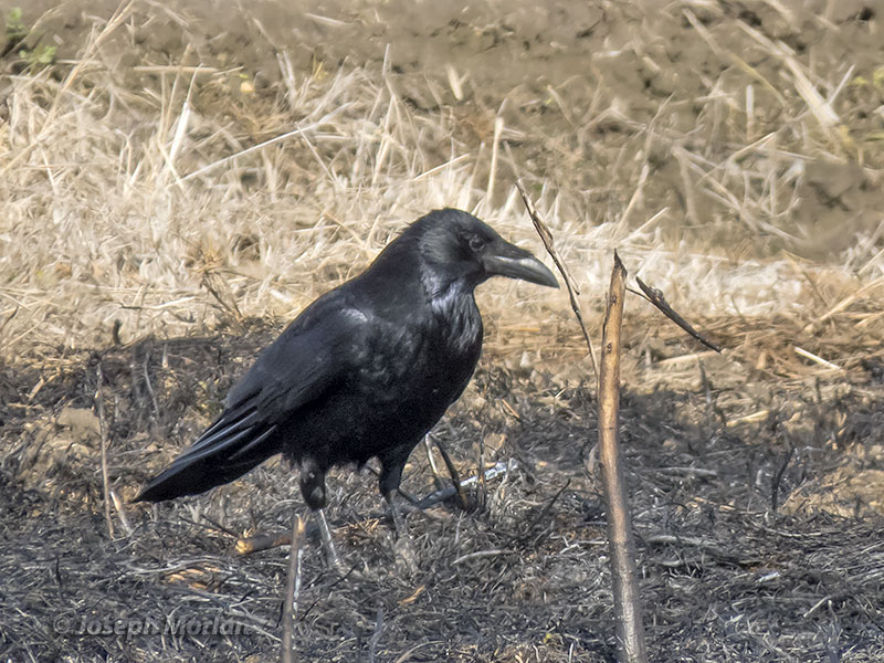 Carrion Crow (Corvus corone orientalis) 