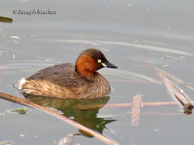 Little Grebe (Tachybaptus ruficollis poggei) 