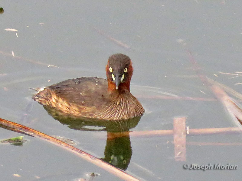 Little Grebe (Tachybaptus ruficollis poggei) 