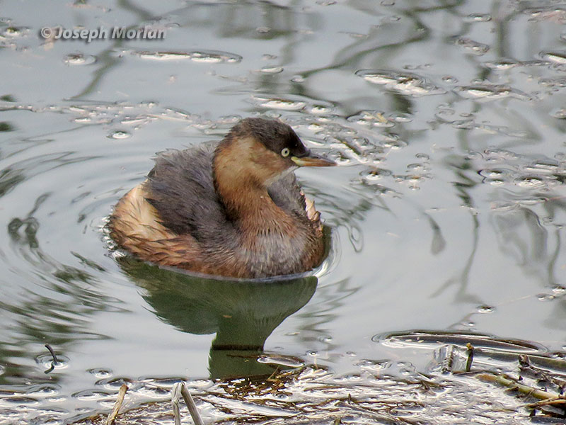 Little Grebe (Tachybaptus ruficollis poggei) 