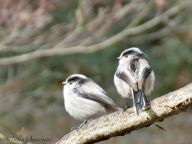 Long-tailed Tit (Aegithalos caudatus trivirgatus) 