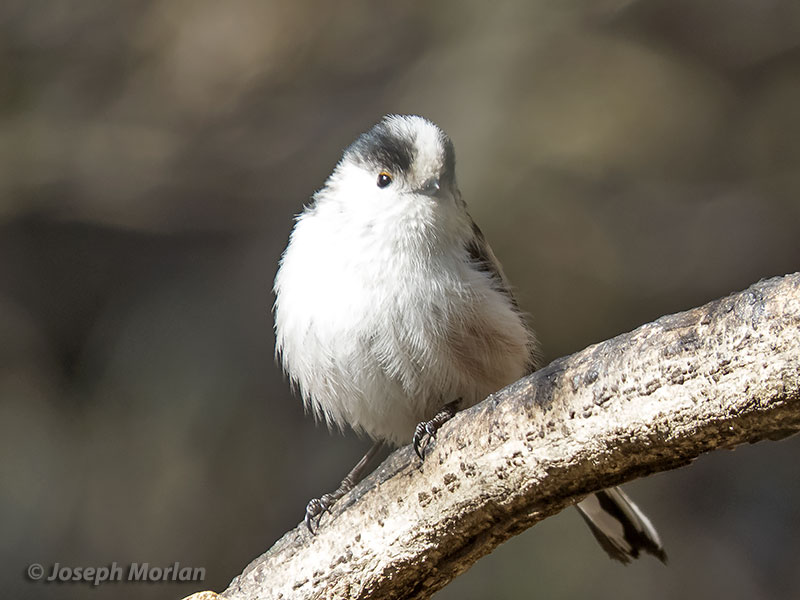 Long-tailed Tit (Aegithalos caudatus trivirgatus) 