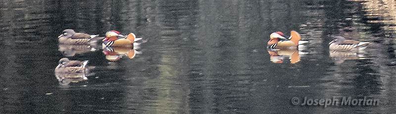 Mandarin Duck (Aix galericulata) 