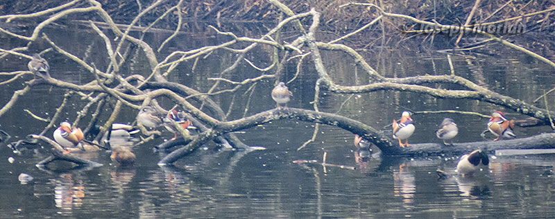 Mandarin Duck (Aix galericulata) 