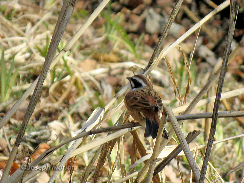 Meadow Bunting (Emberiza cioides) 
