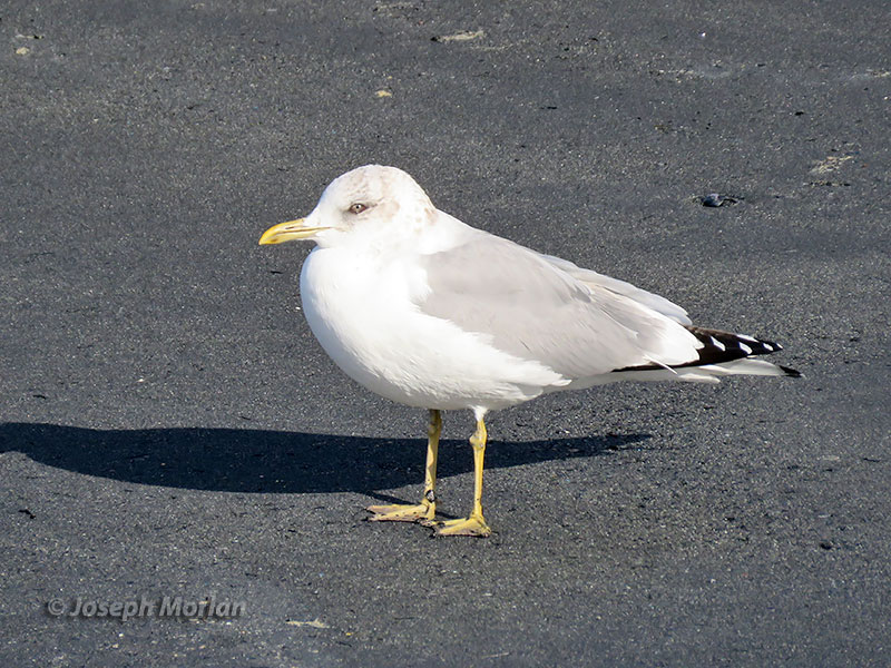 Mew Gull (Larus canus kamtschatschensis)