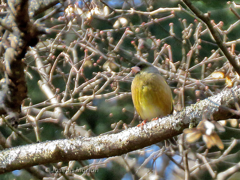 Oriental Greenfinch (Chloris sinica) 