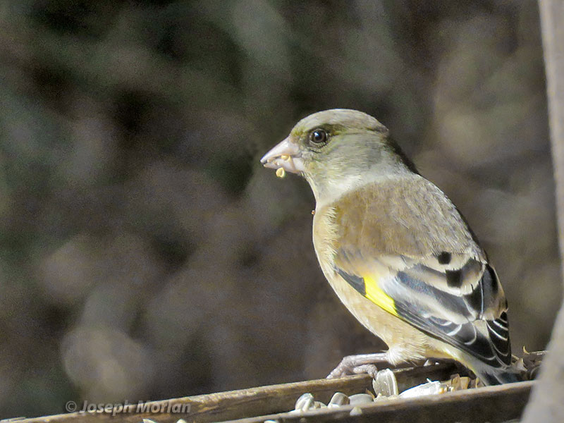 Oriental Greenfinch (Chloris sinica) 