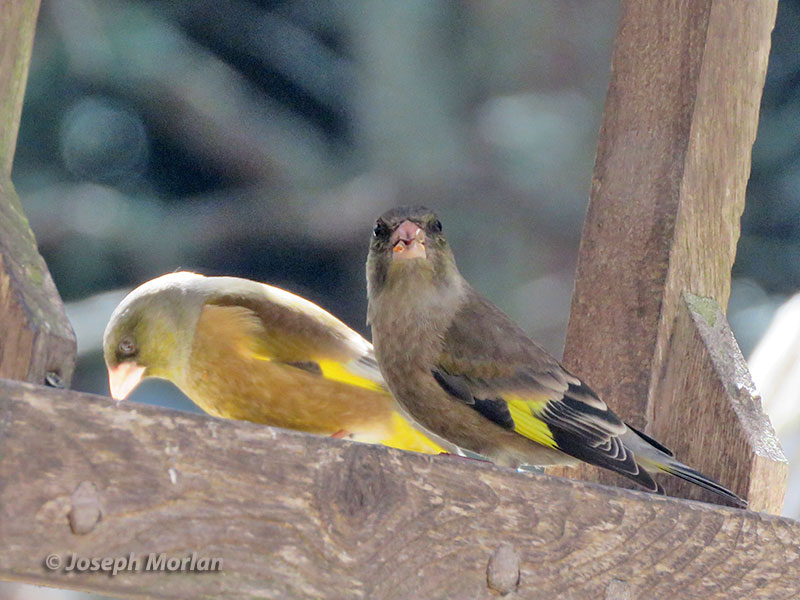 Oriental Greenfinch (Chloris sinica) 
