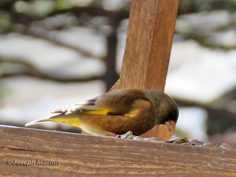 Oriental Greenfinch (Chloris sinica) 
