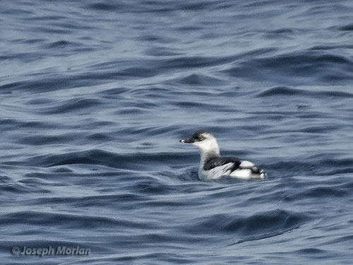 Pigeon Guillemot (Cepphus columba)